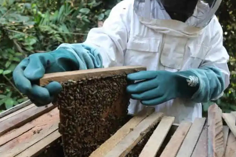 Zanzibar: las Masingini, pszczelarstwo i wycieczka na plażę MtendeZanzibar: Las Masingini, pszczelarstwo i wycieczka na plażę Mtende