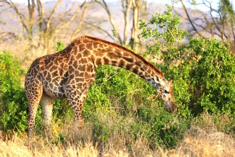 Salt Lick Safari Lodge: tour di 2 giorni da Nairobi o MombasaNairobi o Mombasa: tour di 2 giorni al Salt Lick Safari Lodge