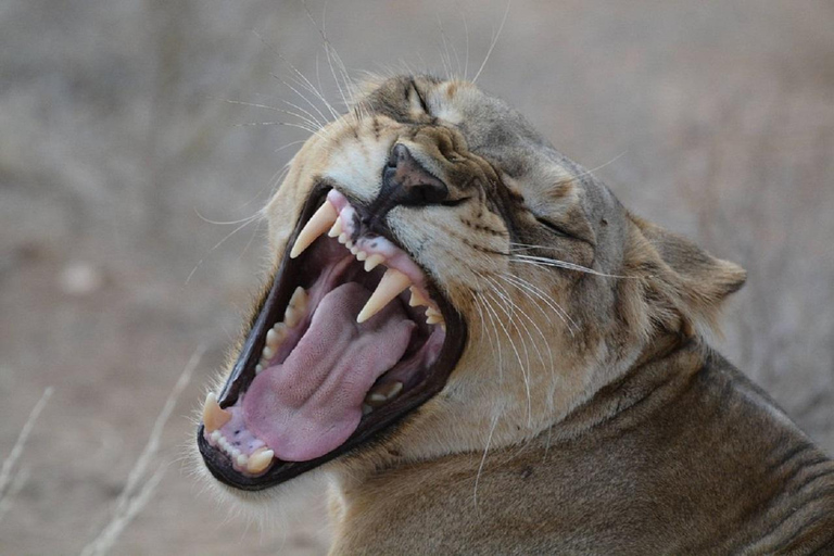 Nairobi: 3-Day Samburu National Reserve Safari Tour