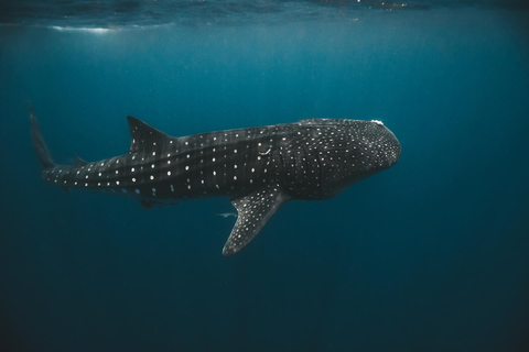Pływanie z rekinami wielorybimi na safari oceanicznym w cenie wycieczkiWyjazd TYLKO z Isla Mujeres: Wycieczka z pływaniem z rekinami wielorybimi!