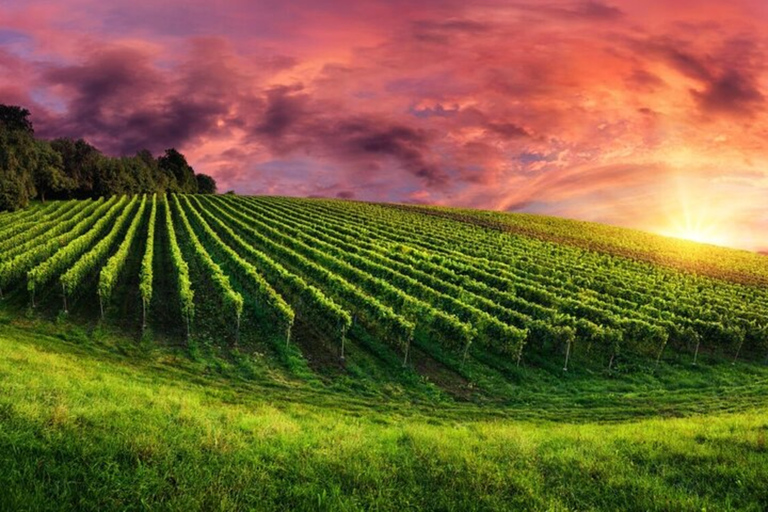 From Phoenix: Vortex to Vineyard Private Tour