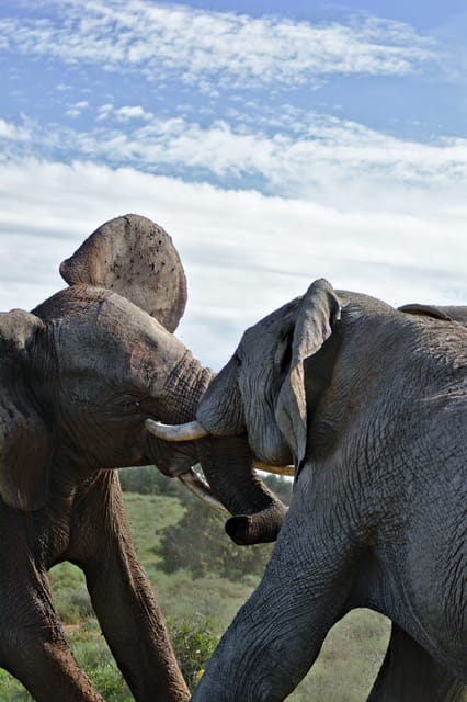 7 Giorni Di Safari Nel Cratere Di Ngorongoro E Nel Serengeti NP