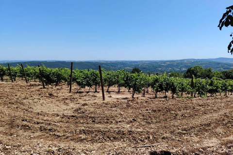 From Belgrade: Serbian Royal Legacy & Wine Day Trip