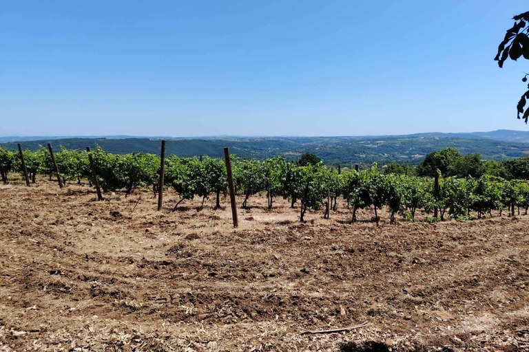 From Belgrade: Serbian Royal Legacy & Wine Day Trip