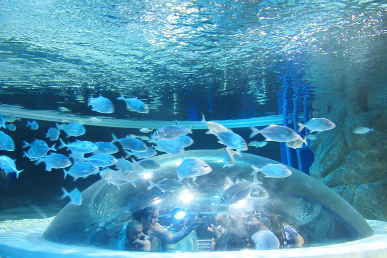 Découvrez AquaRio et le Boulevard Olympique : Vie marine et art