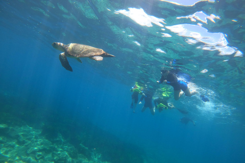 Pafos: Wycieczka skuterem morskim na obserwację żółwi i snorkelingPafos: Wycieczka skuterem morskim na oglądanie żółwi i snorkeling