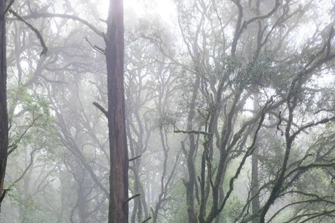 Addis Ababa: Menagesha Suba Forest Park Day Trip