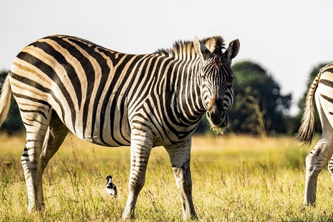 Dar es Salaam: 3 dagars Mikumi Safari &amp; Vattenfall &amp; Jeep med öppet tak