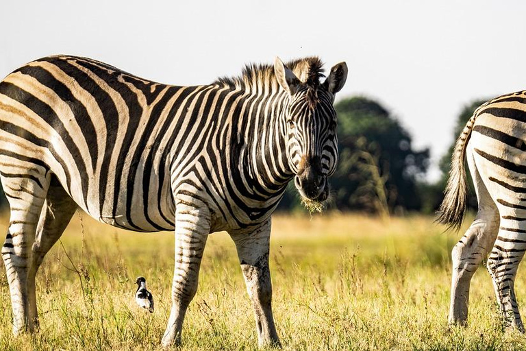 Dar es Salaam: 3 dagars Mikumi Safari &amp; Vattenfall &amp; Jeep med öppet tak