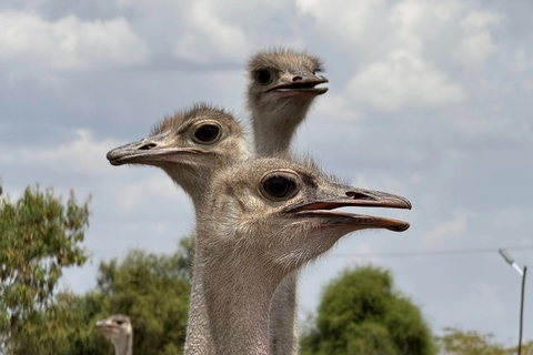 Nairobi: Maasai Ostrich Farm Tour with Lunch & Pickup