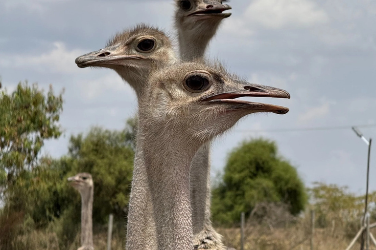 Nairobi: Maasai Ostrich Farm Tour with Lunch & Pickup
