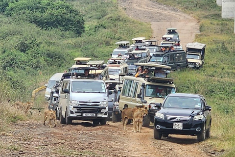 Parco Nazionale di Nairobi Game Drive