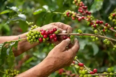 From Guatape: San Rafael Coffee Tour