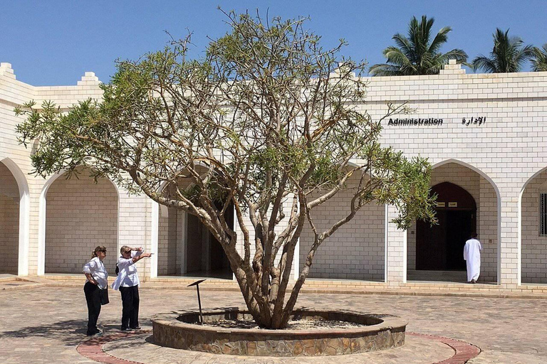 Salalah: Frankincense Museum Tour with Meal & Transfers