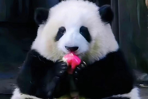 Tour di un giorno della base dei panda di Chengdu e del Buddha gigante di LeshanTour privato della base dei panda di Chengdu e del Buddha di Leshan