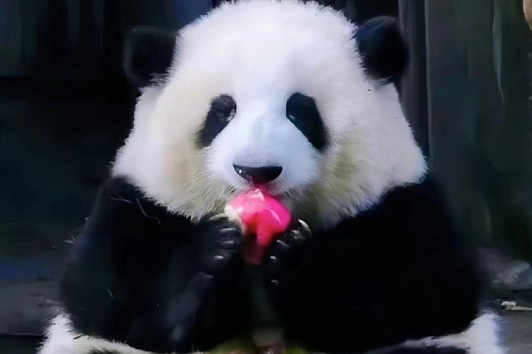 Excursion d&#039;une journée à la base de pandas de Chengdu et au bouddha géant de LeshanVisite privée de la base de pandas de Chengdu et du Bouddha de Leshan