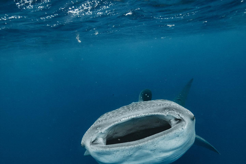 Pływanie z rekinami wielorybimi na safari oceanicznym w cenie wycieczkiWyjazd TYLKO z Isla Mujeres: Wycieczka z pływaniem z rekinami wielorybimi!