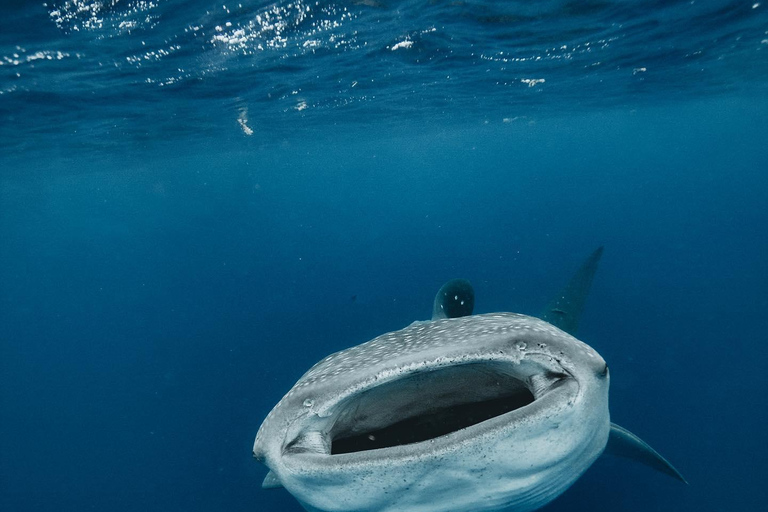 Pływanie z rekinami wielorybimi na safari oceanicznym w cenie wycieczkiWyjazd TYLKO z Isla Mujeres: Wycieczka z pływaniem z rekinami wielorybimi!