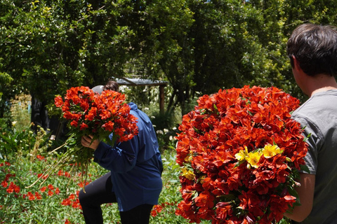 La Paz Flowers Valley Tour: ATV & Community Experience