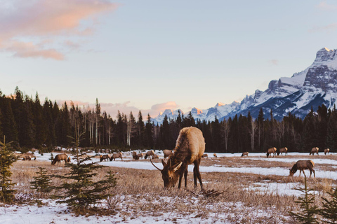 Canmore: Evening Wildlife Viewing Tour