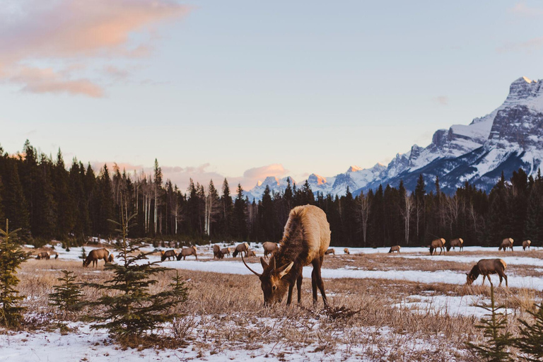 Canmore: Evening Wildlife Viewing Tour