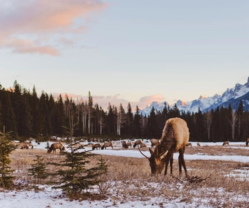 PRIVATE Wilderness and Wildlife Walking Tour - 2.5H