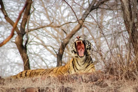 Kanha National Park: Full-Day Safari with Hotel Pickup