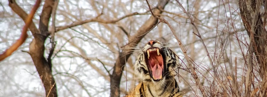 Canter Safari : Entrée coupe-file dans la réserve de tigres de Ranthambore