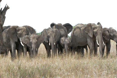 Da Arusha: tour di 2 giorni al Lago Manyara e al cratere di Ngorongoro