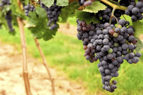 San Francisco : Visite des vignobles de la vallée de Napa avec dégustations