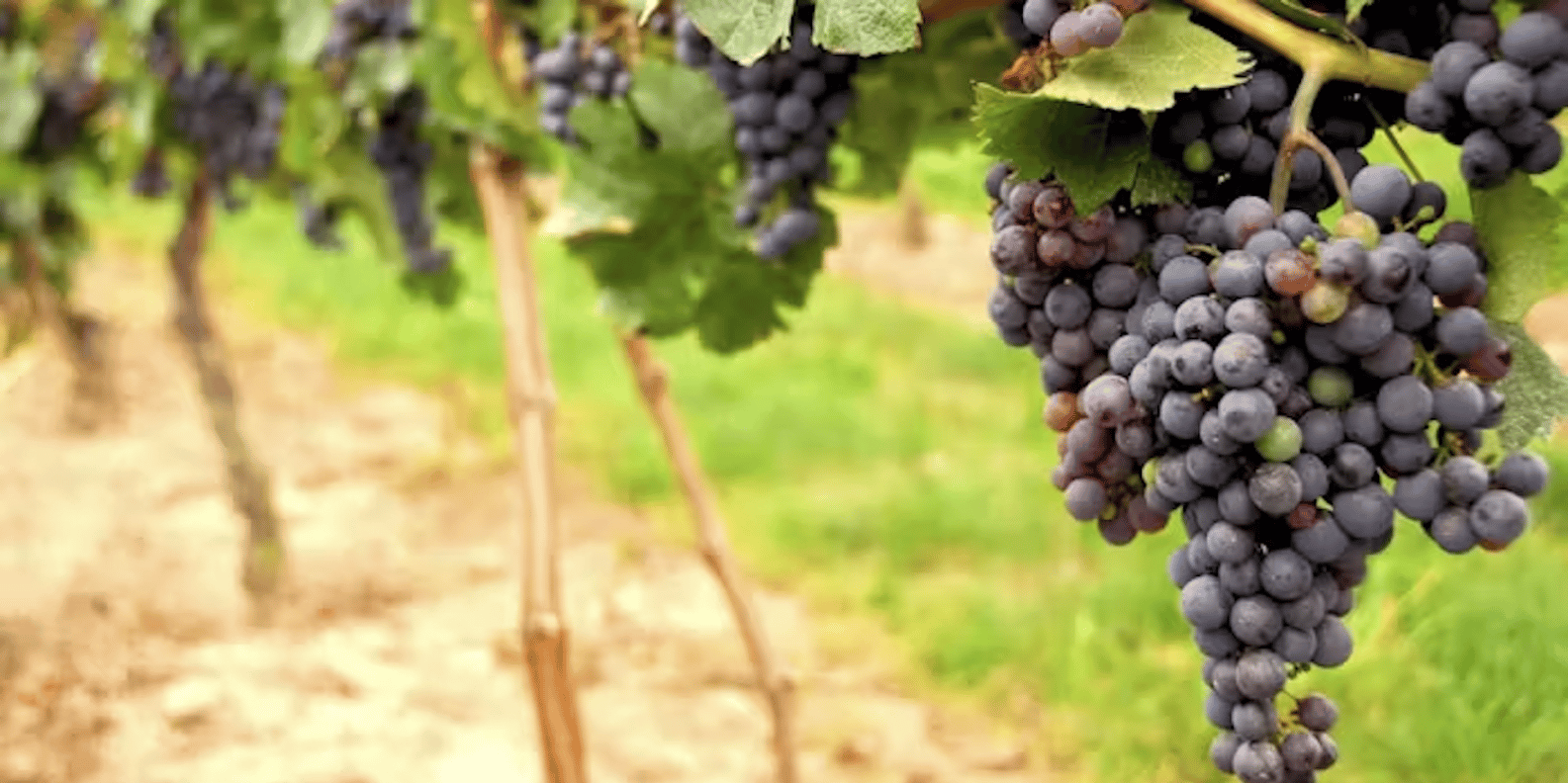San Francisco: Napa Valley Half-Day Wine Tour with Tastings