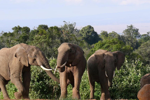 Von Nairobi: 2-tägige Aberdare-Nationalpark-Safari