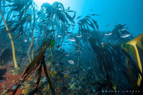 Cidade do Cabo; Mergulho com SCUBA na Kelp Forest