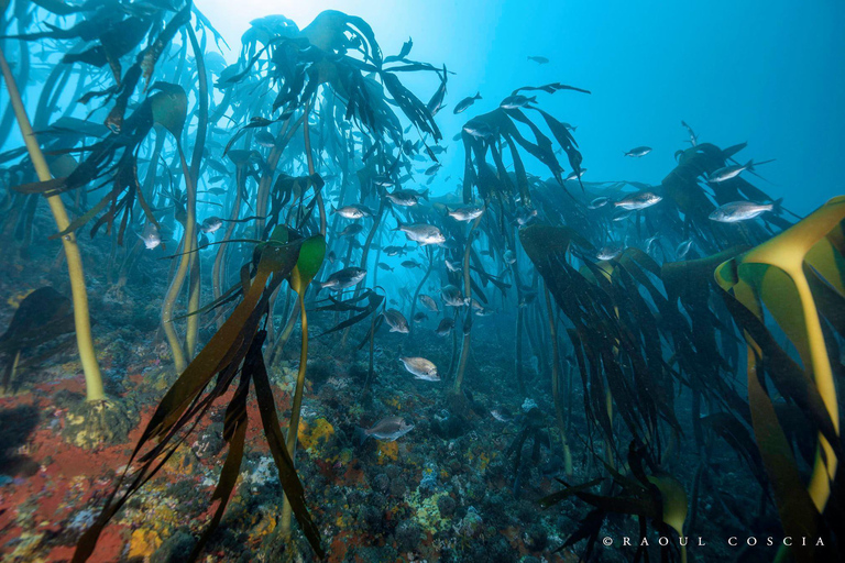 Cidade do Cabo; Mergulho com SCUBA na Kelp Forest