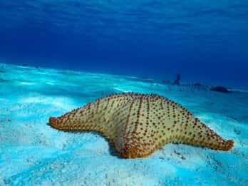 From Cozumel: 3 Reefs Boat Tour with Drinks and Snorkeling