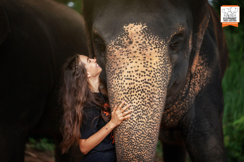 Phuket: Elephant Jungle Sanctuary Ethical Feeding Experience
