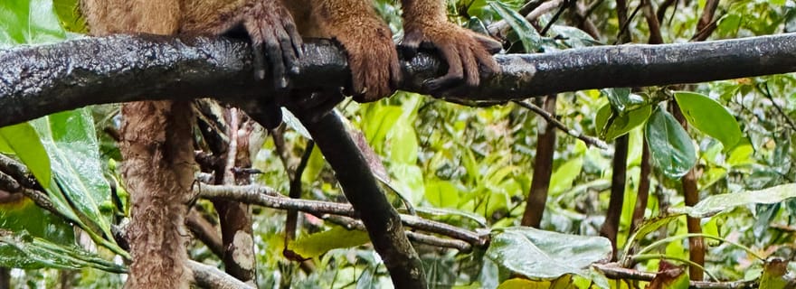 Antananarivo : excursion au parc national d'Andasibe avec les lémuriens