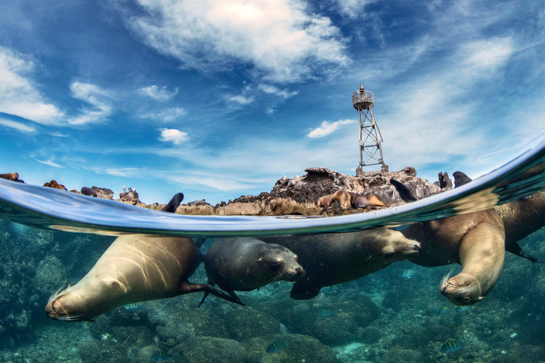 Espiritu Santo Island: Snorkeling Sea Lion Adventure