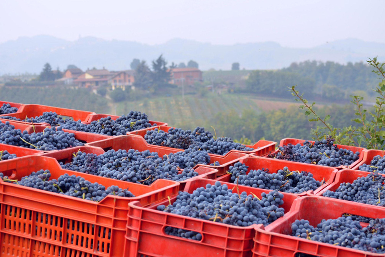Casalnoceto: Winery Tour with Wine Tasting & Local Food Winery Visit in Alessandria - Italiano