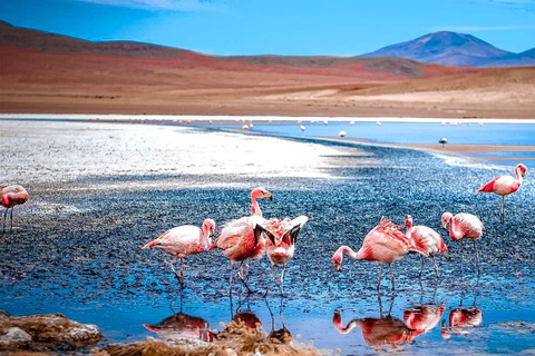 La Paz (La Paz) San Pedro de Atacama utflykt med saltlägenheter