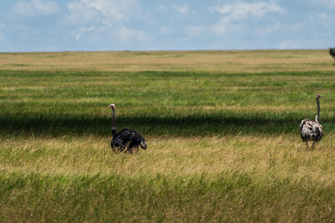 From Zanzibar: 2-Day Serengeti Park Safari Tour with Flights