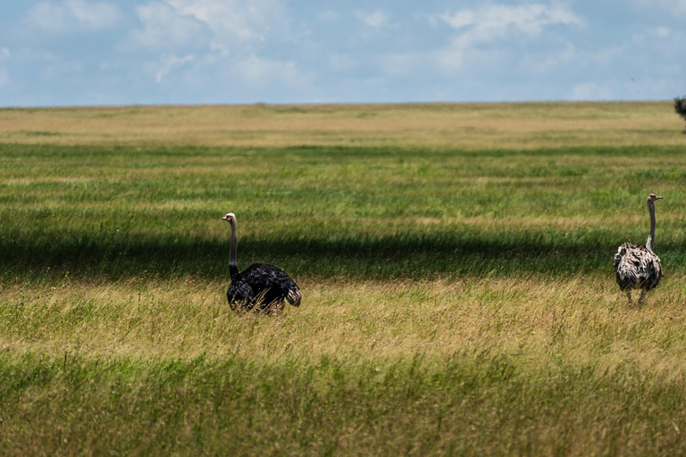 From Zanzibar: 2-Day Serengeti Park Safari Tour with Flights