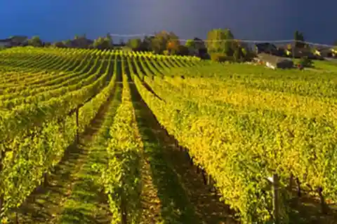 Lake Country: Full-Day Wine Tour with Tastings