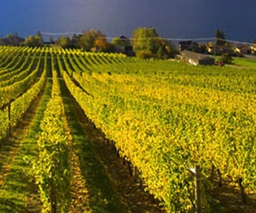 Lake Country: Full-Day Wine Tour with Tastings