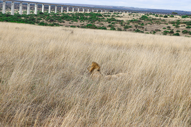 Rondleiding Nationaal Park Nairobi, halve dag