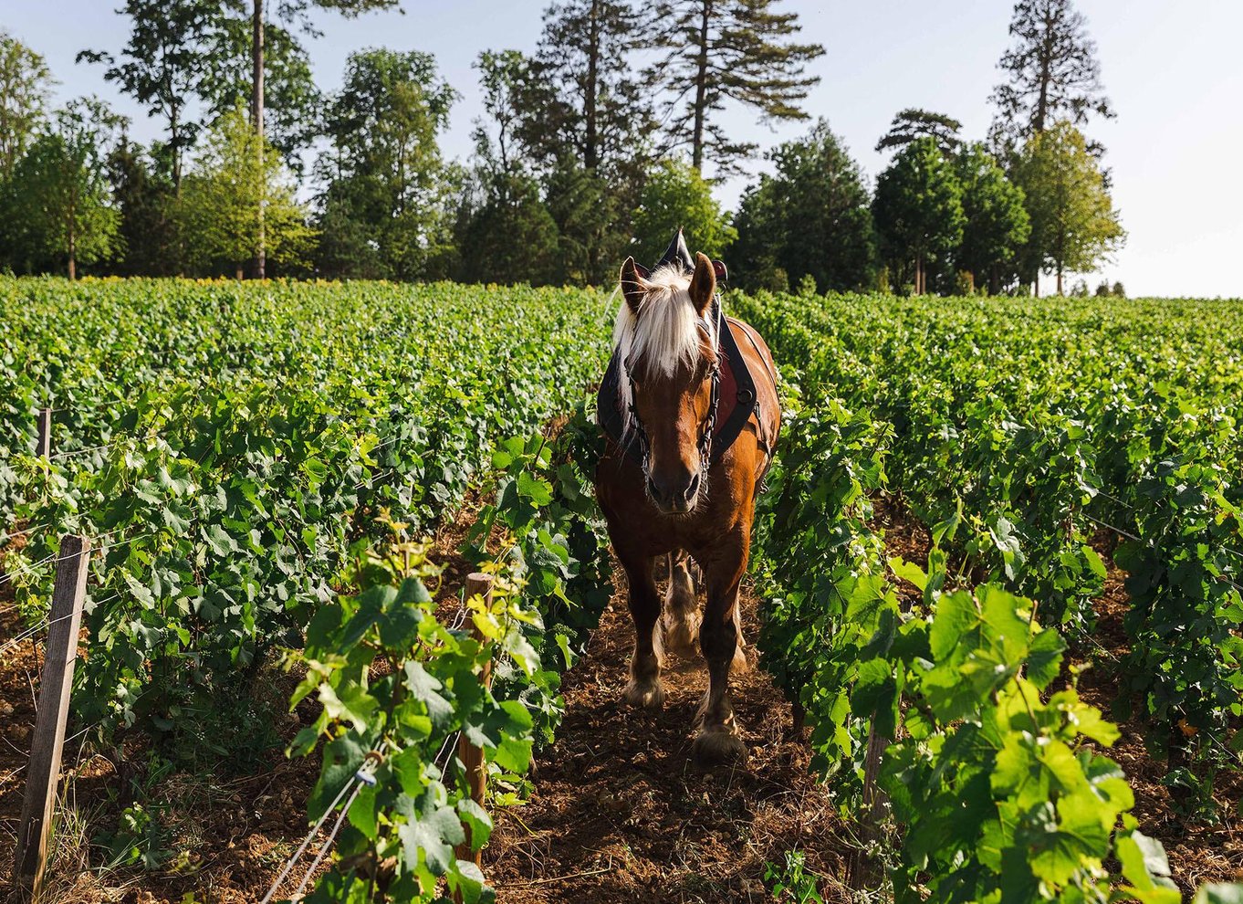 Beaune: Vinsmagning på Château de Pommard