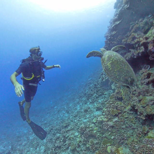 Plongée: demi journée d’exploration à Tahiti