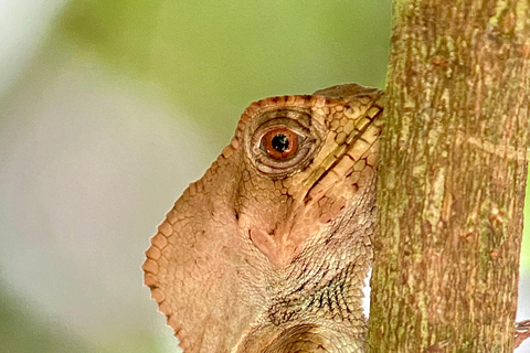 Manuel Antonio Park: Guidad vandring med en naturforskarePrivat rundtur