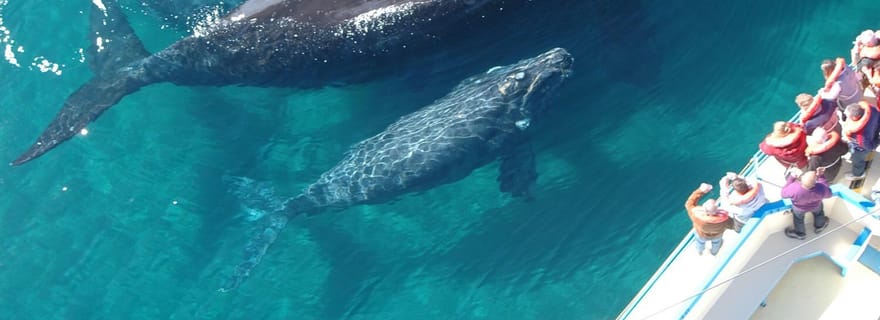 Las Terrenas : Observation des baleines et visite de l'île de Cayo Levantado