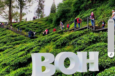 Penang: Cameron Highlands 3D2N Trip Private Group Tour